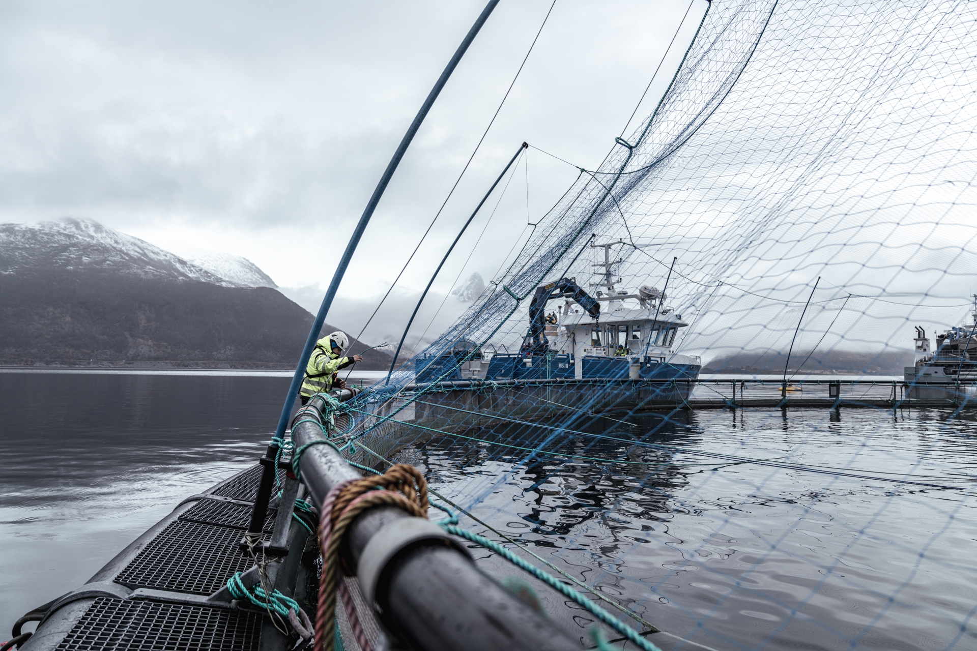 Mann står ute på en mære i fjorden og ser på fisken i vannet