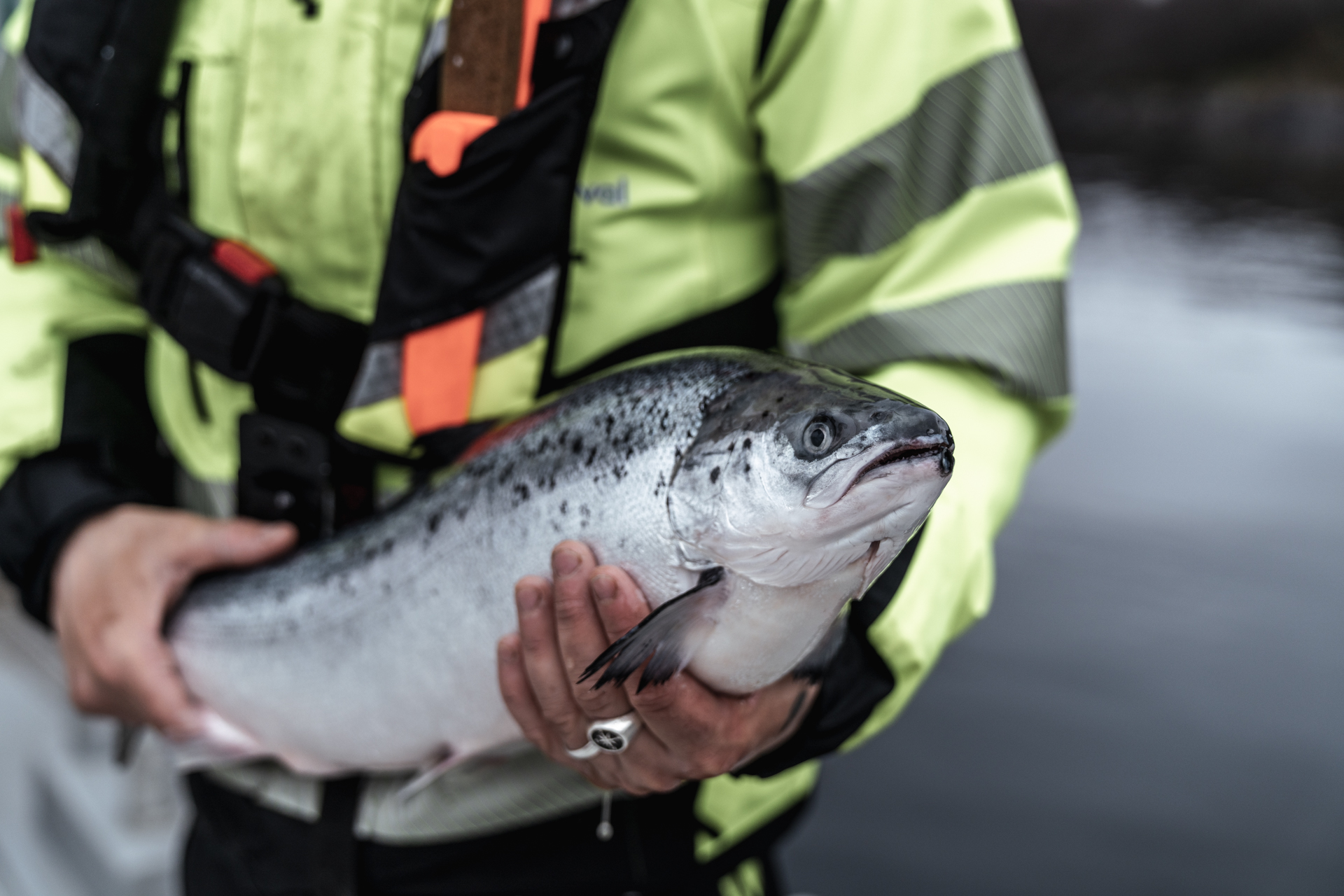 En person i gul refleks-jakke holder en stor fisk opp mot kamera